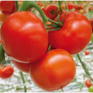 Белфаст F1 - томат индетерминантный, 500 семян, Enza Zaden Голландия фото, цена